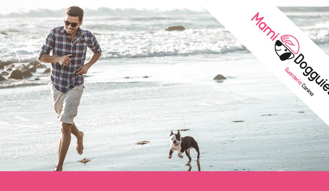 Cómo organizar las vacaciones con mi perro: consejos e ideas