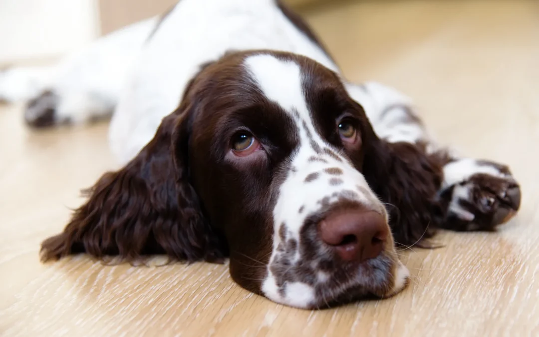 10 señales de que tu perro necesita más estimulación mental y física
