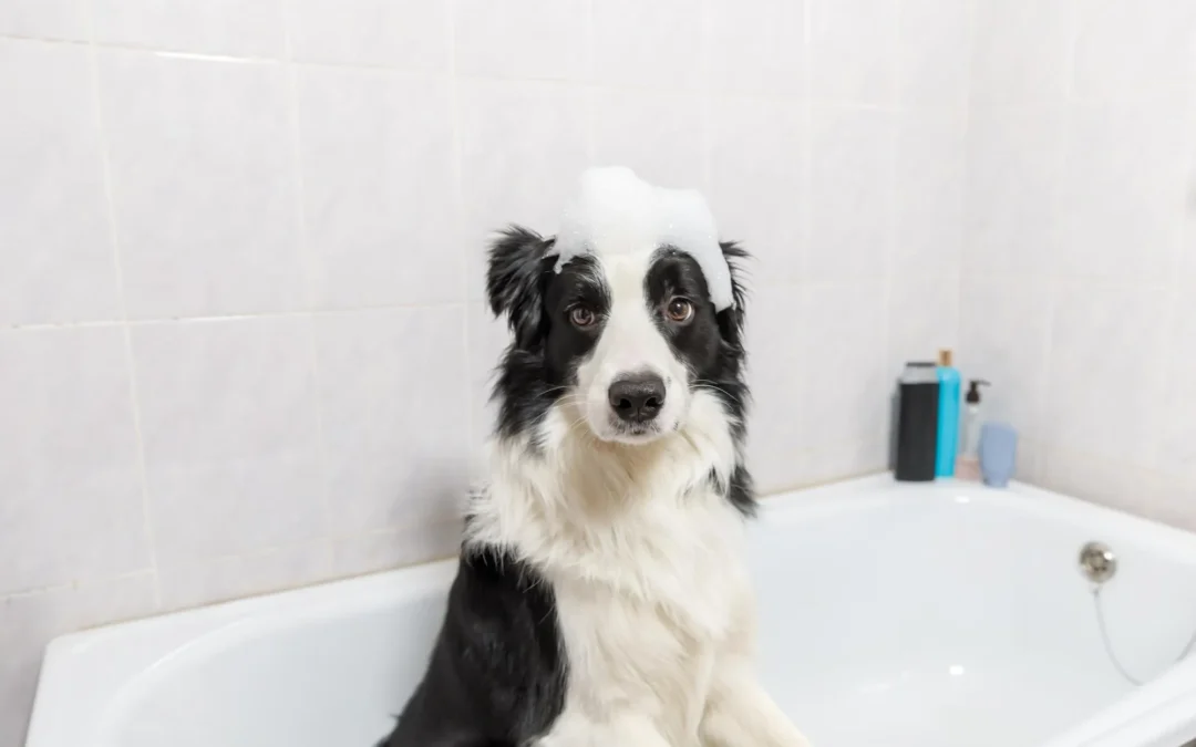 Cómo cuidar el pelo de tu perro entre visitas a la peluquería canina