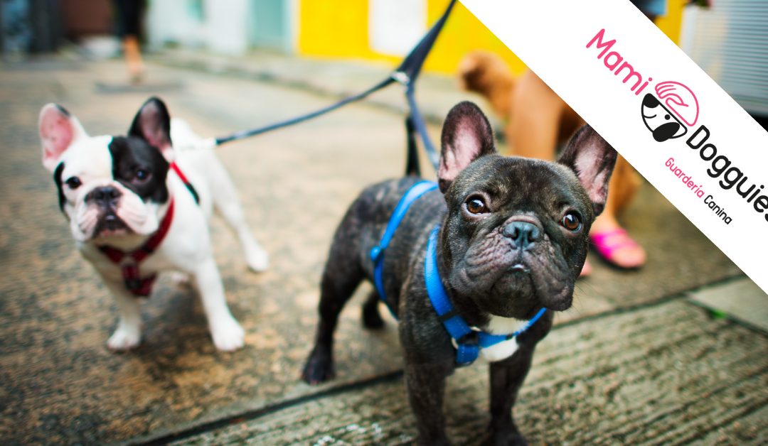 Manual de supervivencia peludo: ¿Cómo limpio a mi perro después del paseo?