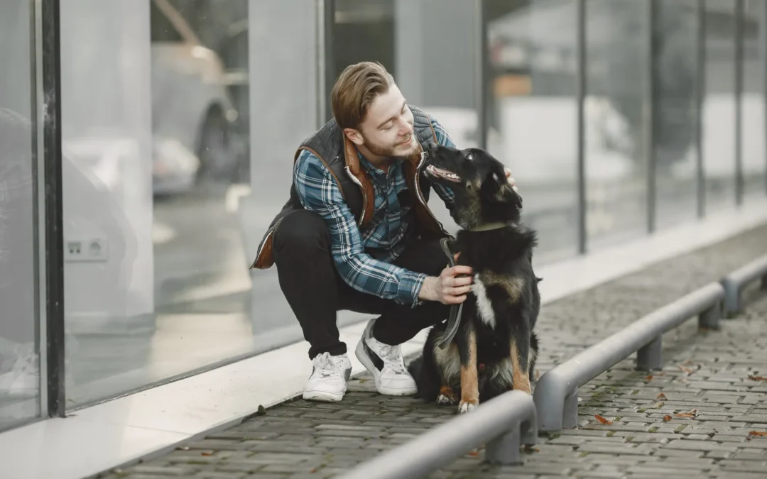 Paseos urbanos seguros: cómo proteger a tu perro del ruido, tráfico y distracciones