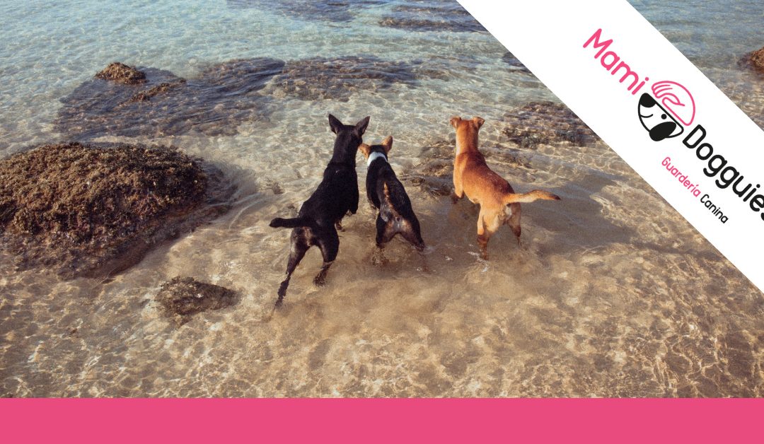 Cómo cuidar a tu perro en verano