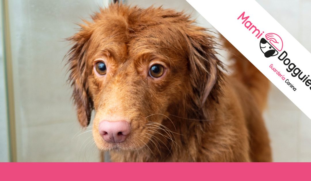 Consejos de higiene para mantener limpio a tu perro