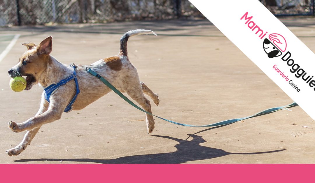 8 errores que cometemos en el trato con nuestros perros