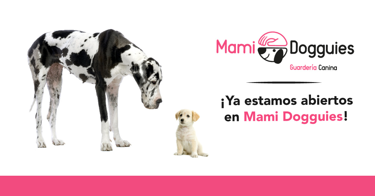 Hola humanos y mascotas Hola humanos y mascotas