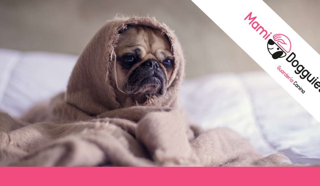 Nuestros perros NO contagian el coronavirus