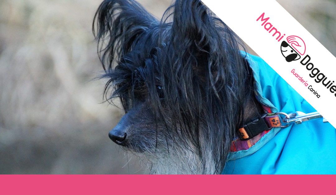 Ropa de invierno para perros: el complemento ideal contra el frío y la lluvia