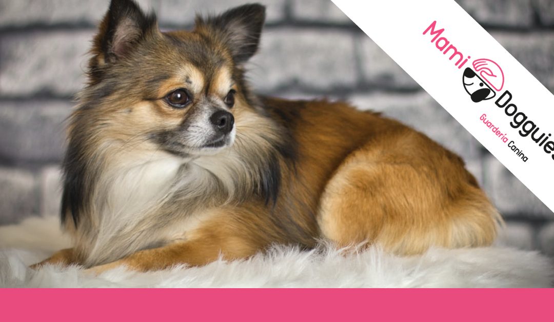 Muda de pelo en los perros: consejos y recomendaciones
