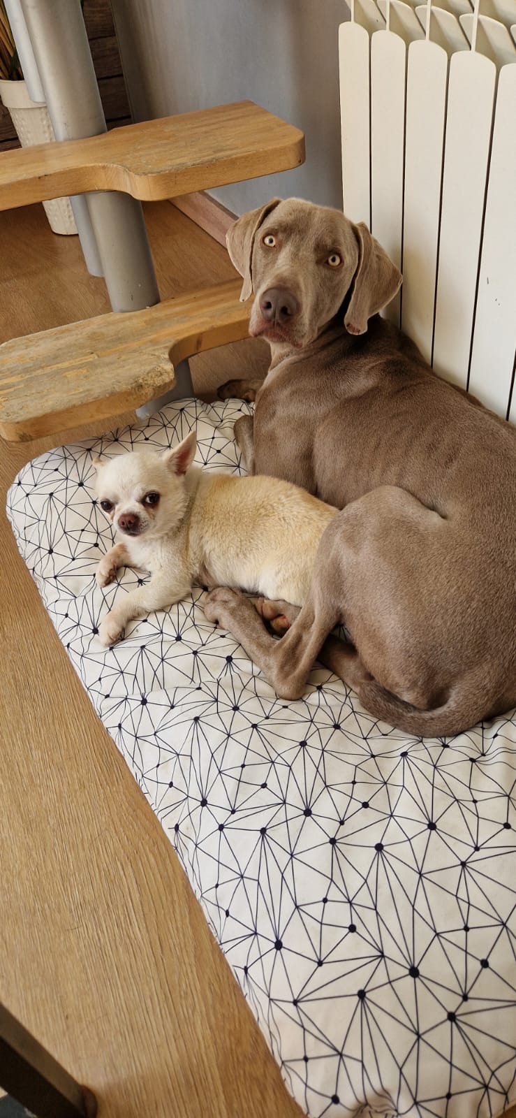 mami dogguies guarderia canina en madrid