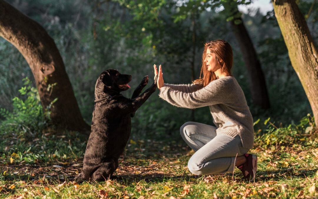 Beneficios del adiestramiento positivo frente a métodos tradicionales
