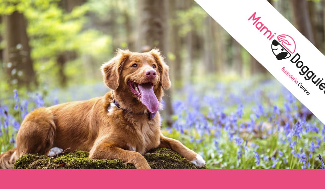Alergia en perros: tipos, sintomatología y tratamientos