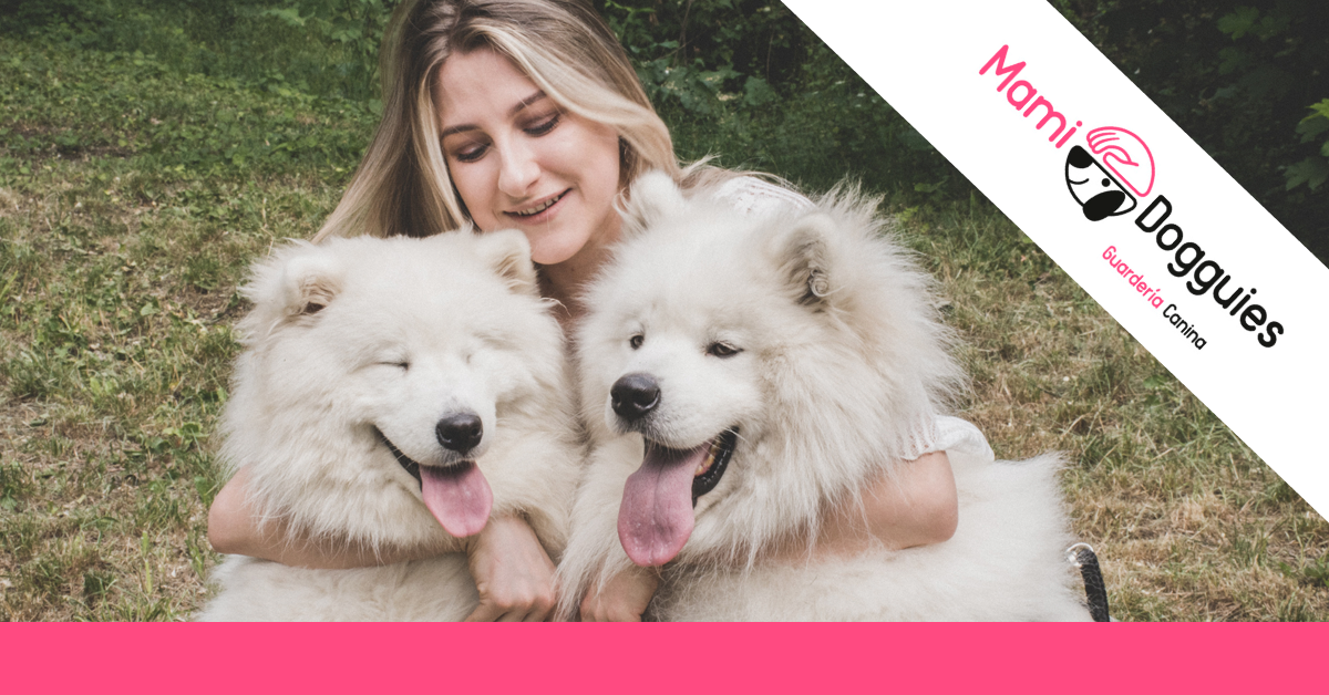 beneficios tener perro