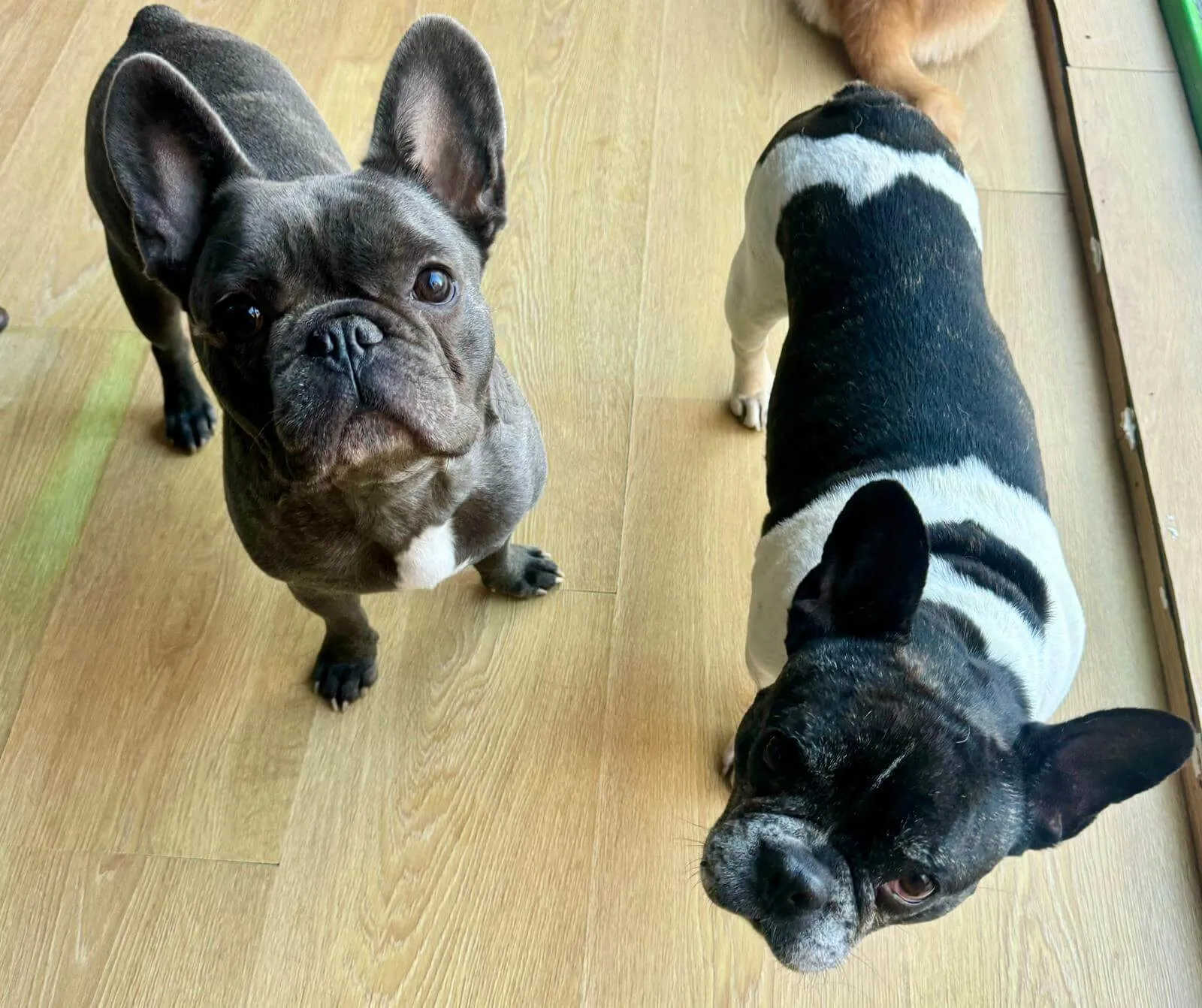 bulldogs mamidogguies