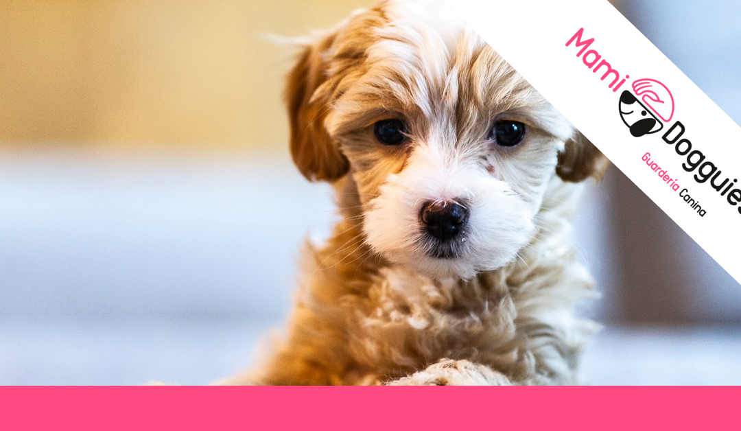 ¿Cachorro nuevo en casa? Consejos para que se adapte mejor