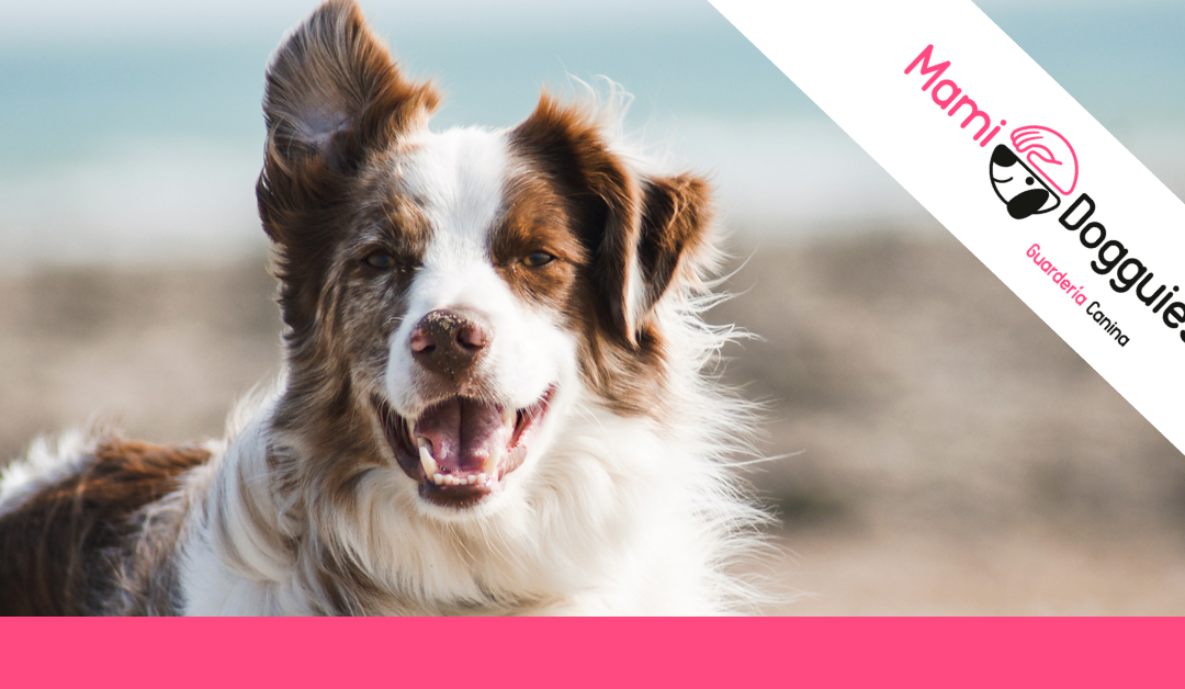 Cómo cortar el pelo a un perro. ¿Es bueno hacerlo o no?￼