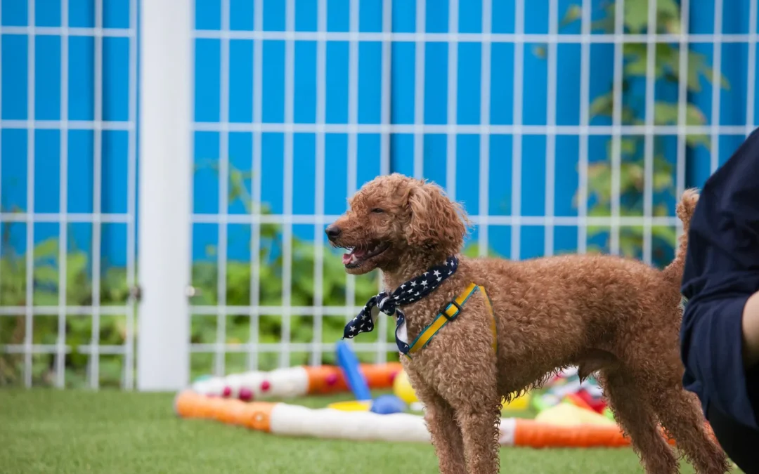 Cómo preparar a tu perro para quedarse en una guardería canina sin estrés