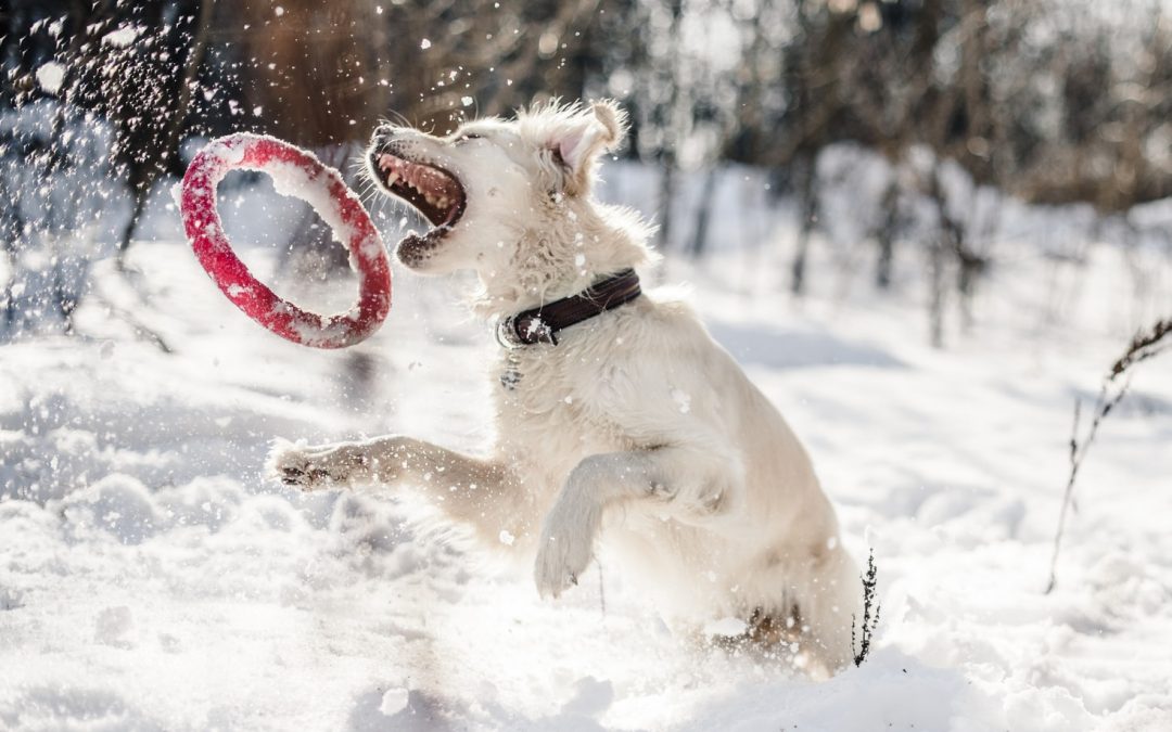Cómo proteger a tu perro del frío y la nieve