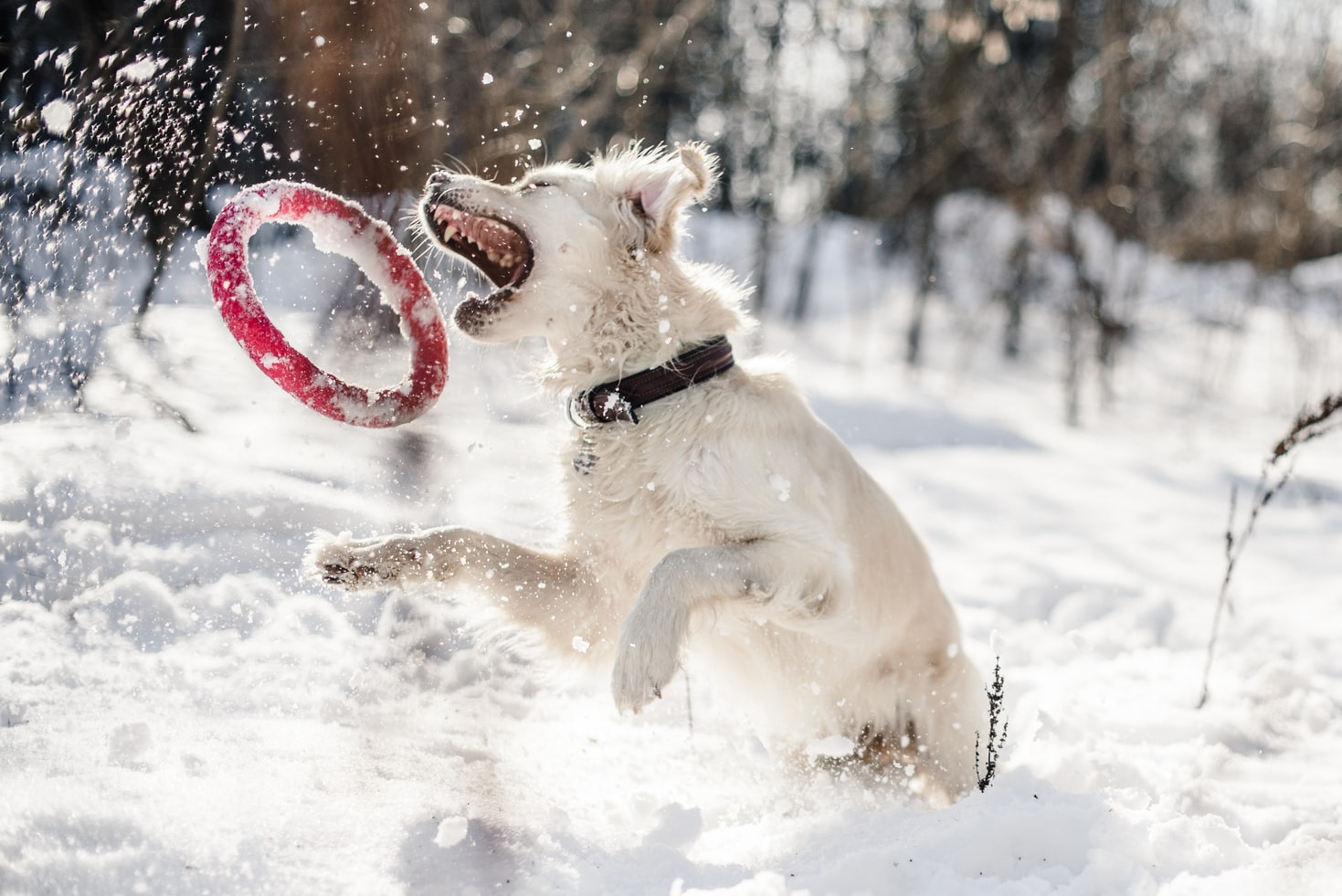 como proteger perro frio nieve invierno como proteger perro frio nieve invierno