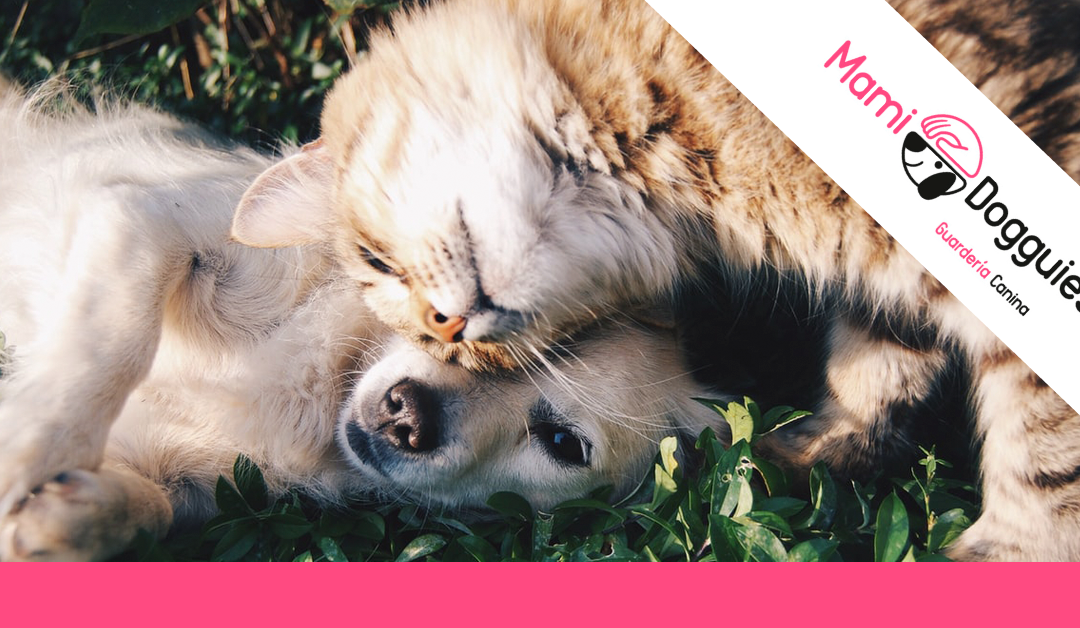 Consejos para la convivencia entre perros y gatos
