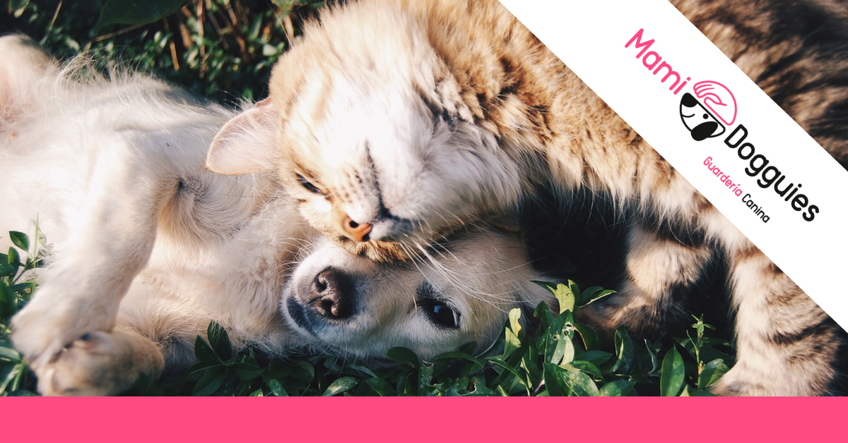 consejos convivencia perros gatos consejos convivencia perros gatos