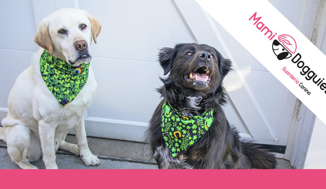 Convivencia: presentar a dos perros que van a vivir juntos
