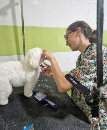 corte de pelo canino perro pequeño