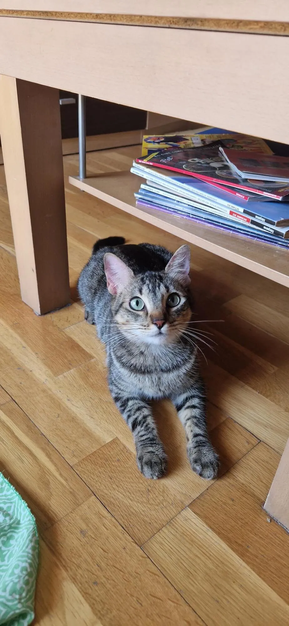 cuidado de gatos
