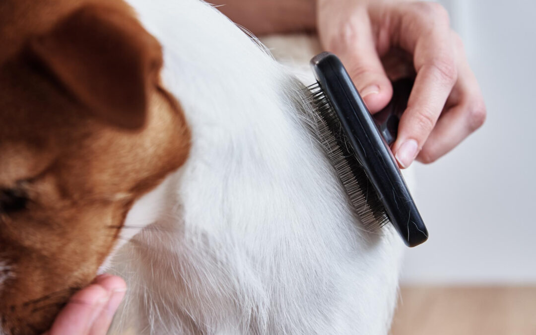 Cómo cuidar el pelo de tu perro entre visitas a la peluquería canina