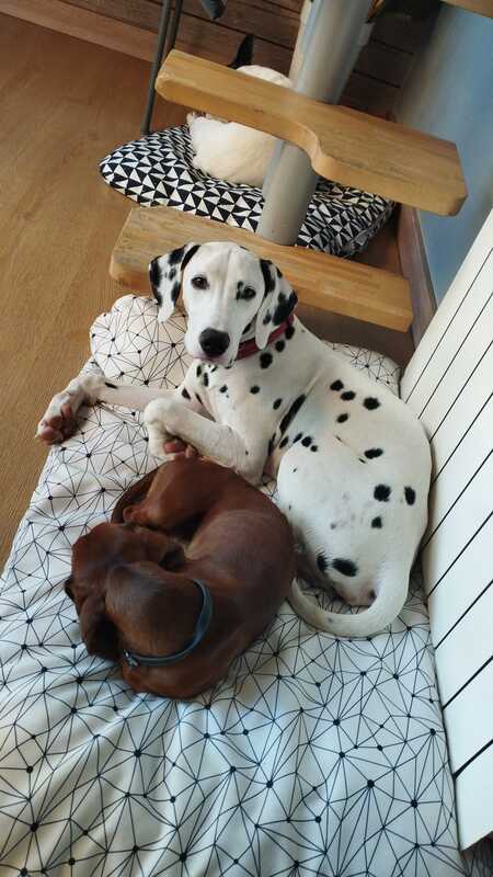 dalmata guarderia canina madrid