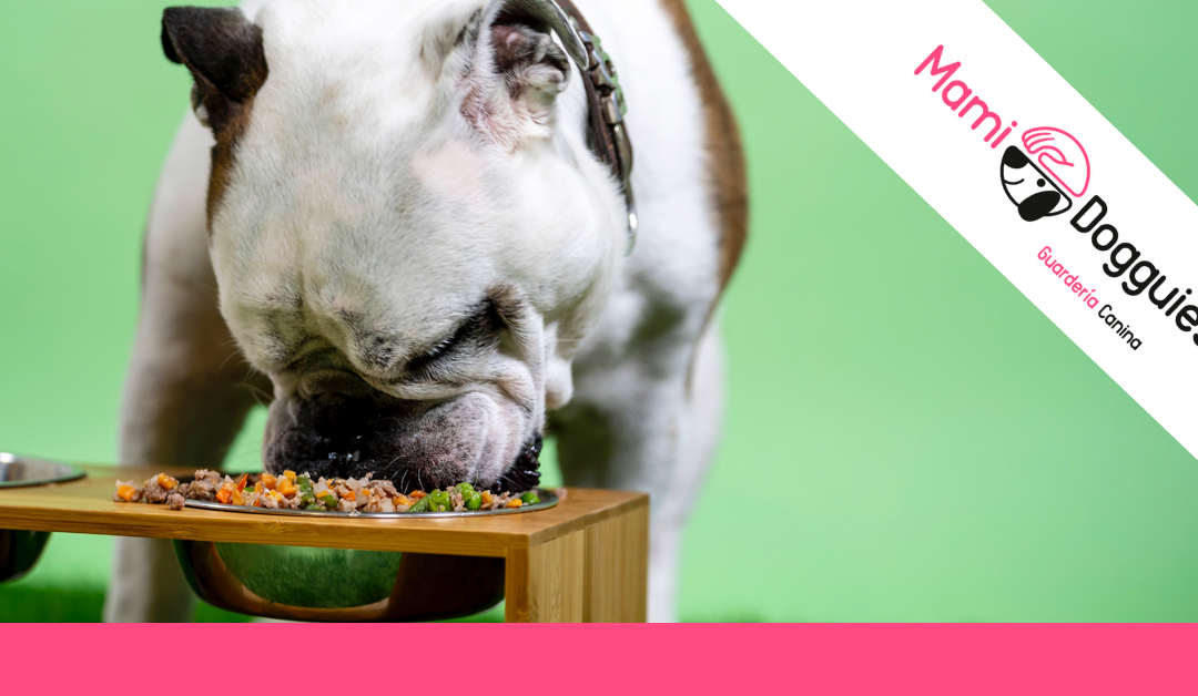 Dieta BARF para perros. ¿En qué consiste?￼