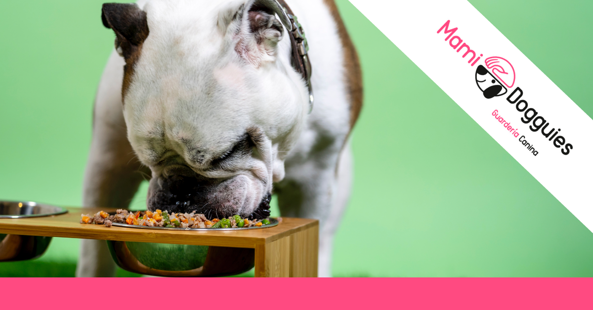 dieta barf perros que es