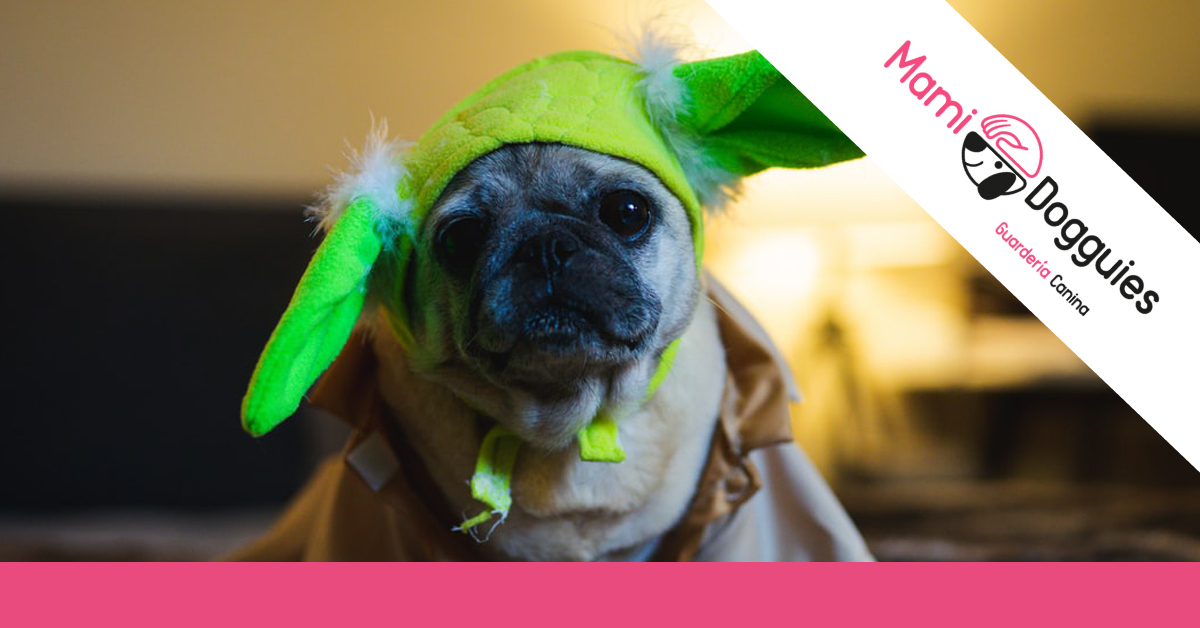 disfraces halloween perros disfraces halloween perros