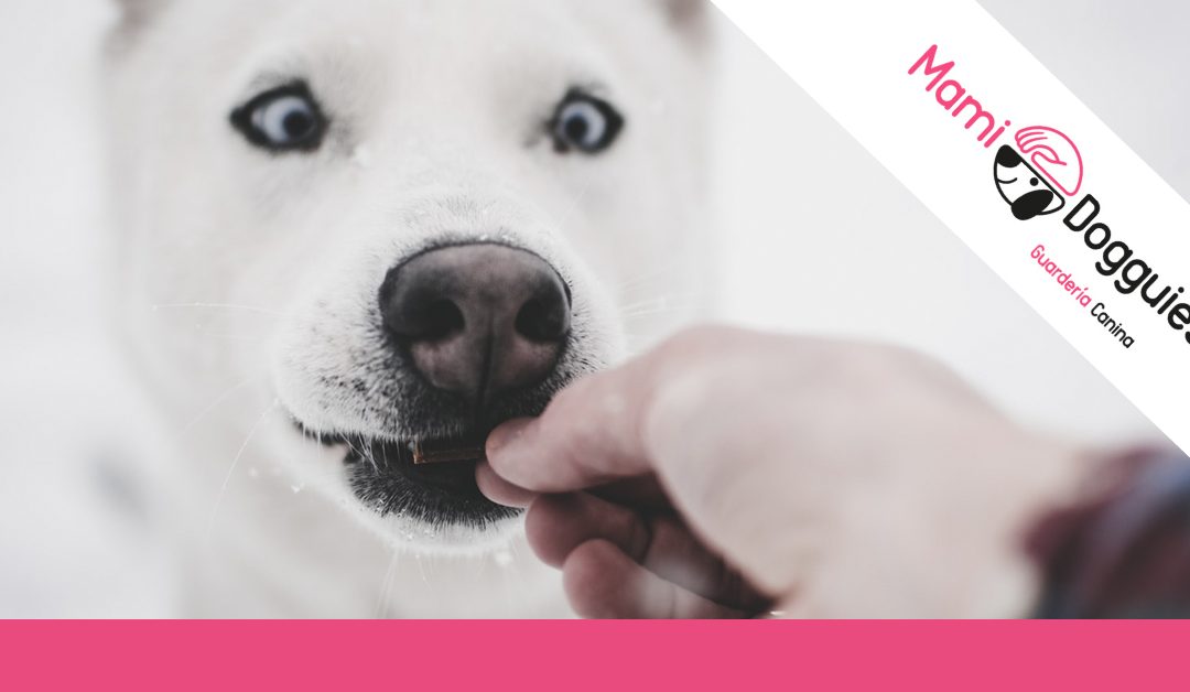 Manual de supervivencia peludo: alimentos nocivos para tu perro
