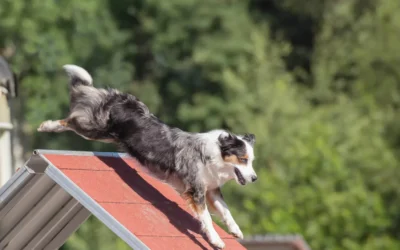 Ejercicios de agilidad para perros principiantes: diversión, equilibrio y confianza