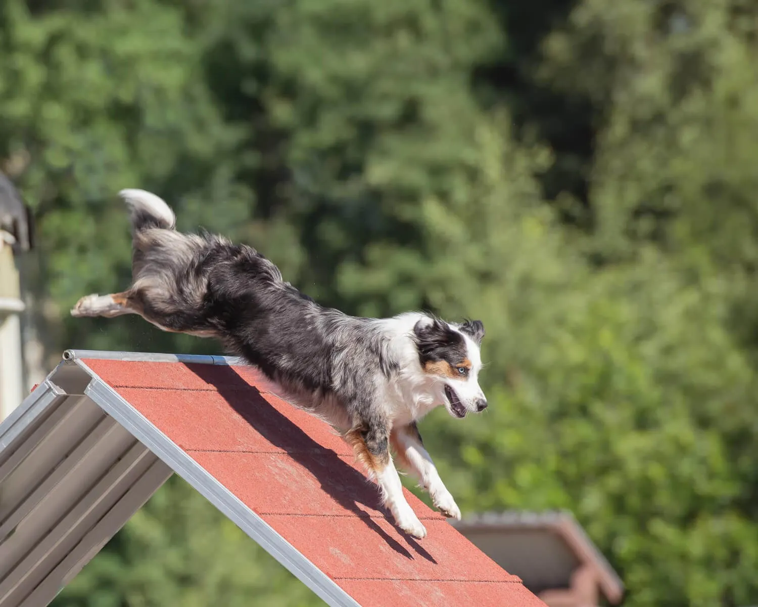 entrenamiento agilidad perros