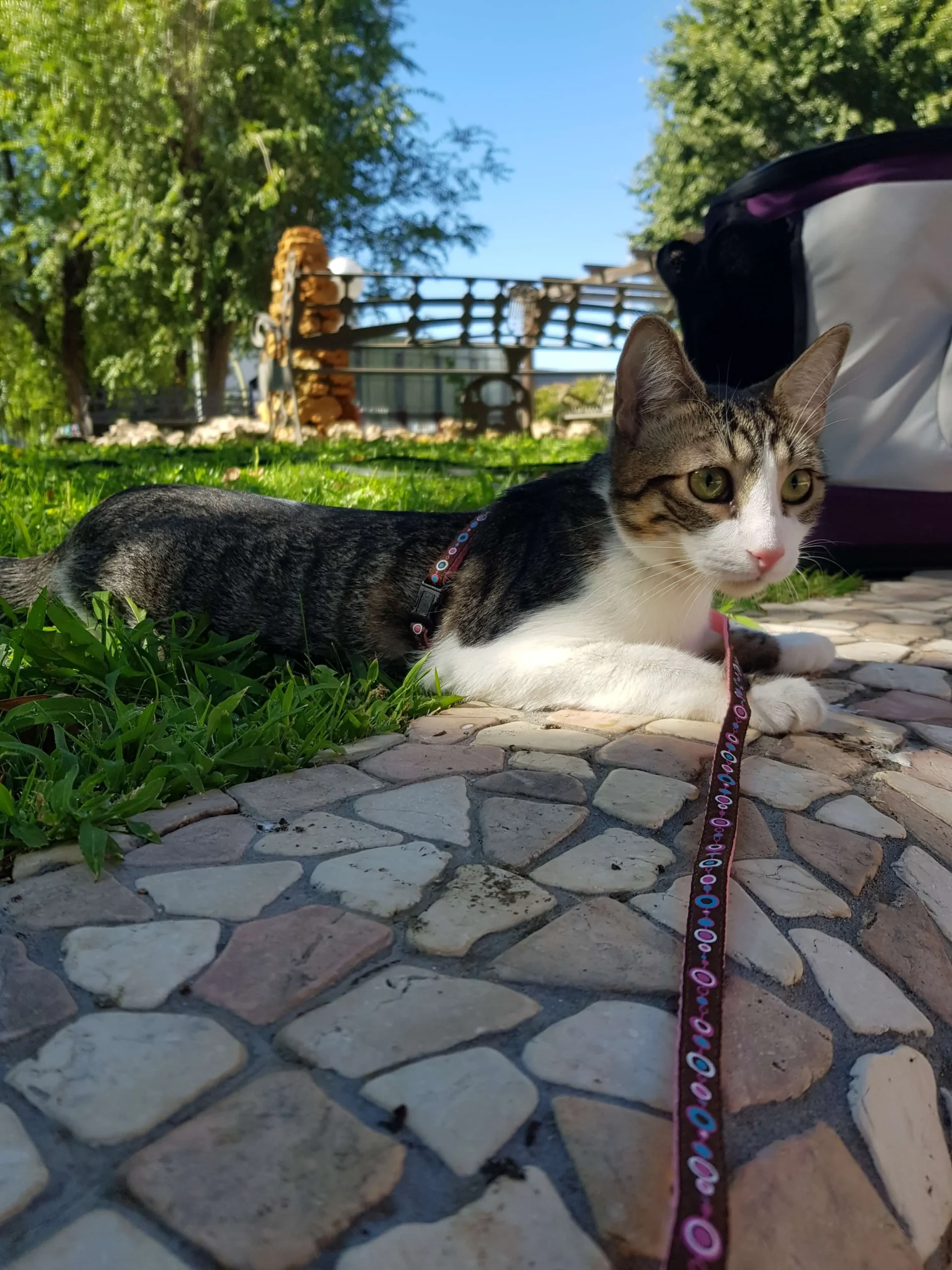 gato al aire libre