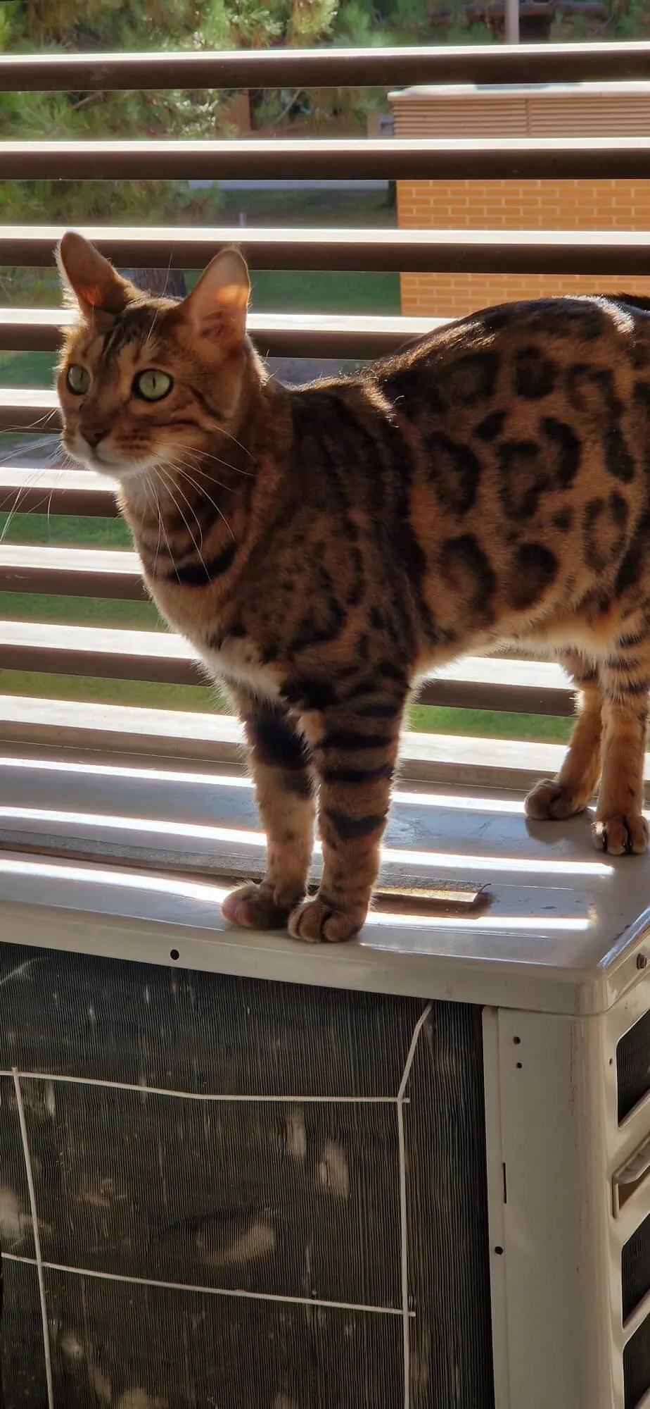 gato en casa