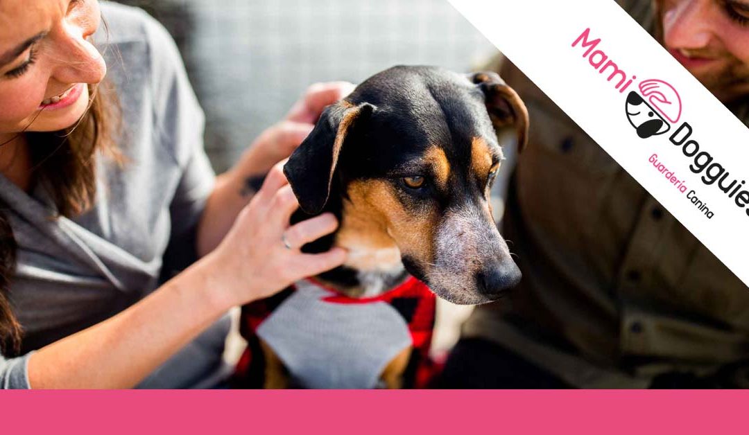 Consejos para dejar a tu perro en una guarde canina este verano