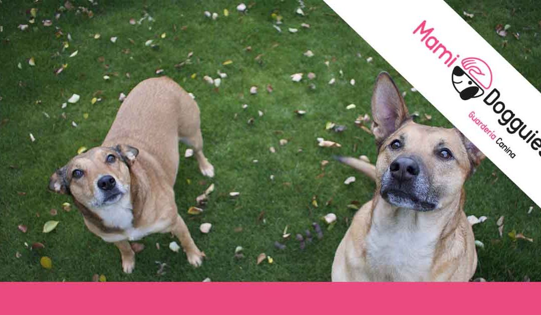 ¿Por qué dejar a tu perro en una guardería canina?