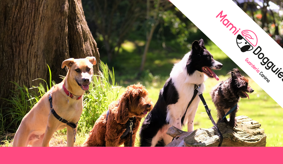 La importancia de la socialización en perros