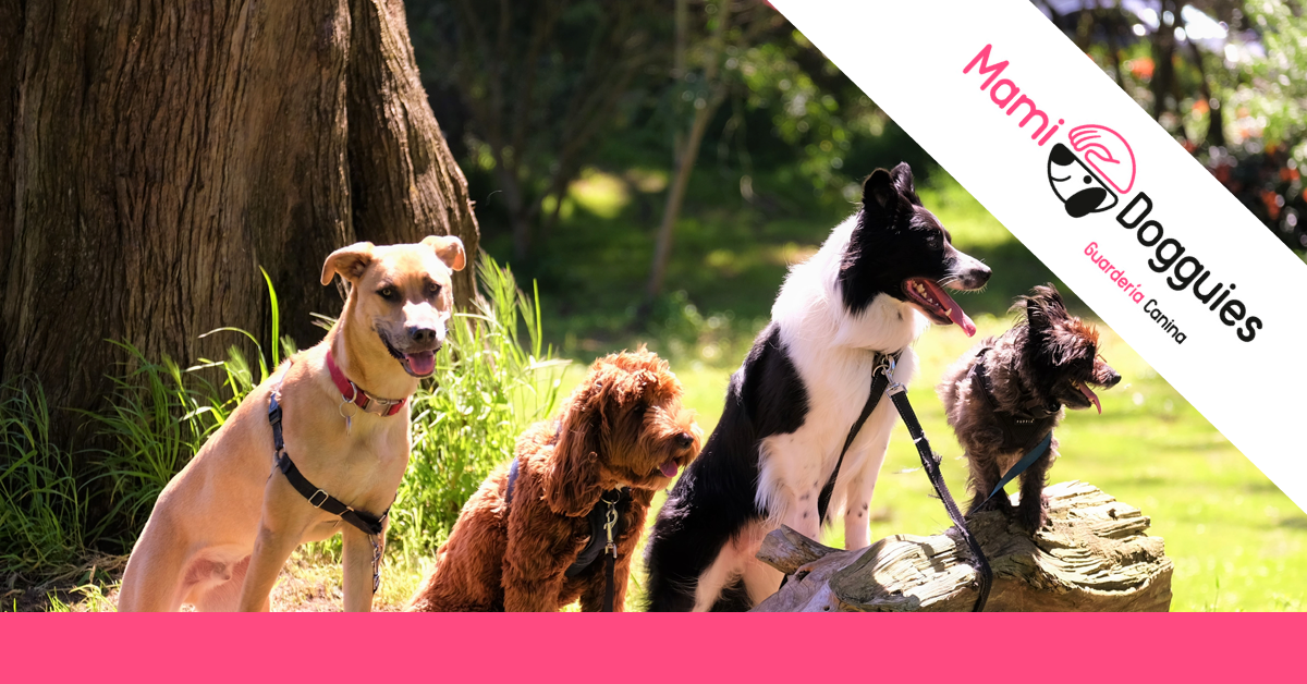 importancia socializacion perros importancia socializacion perros