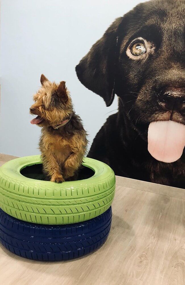 instalaciones guarderia de perros en madrid mami dogguies 2