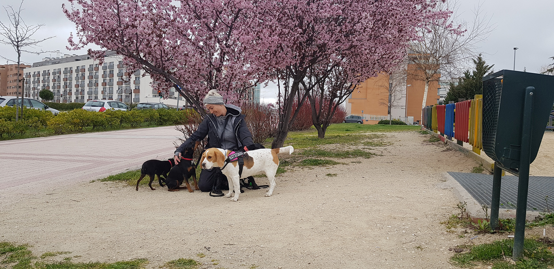 instalaciones guarderia de perros en madrid mami dogguies 9