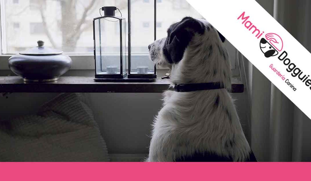 Cómo preparar a tu perro para largas ausencias