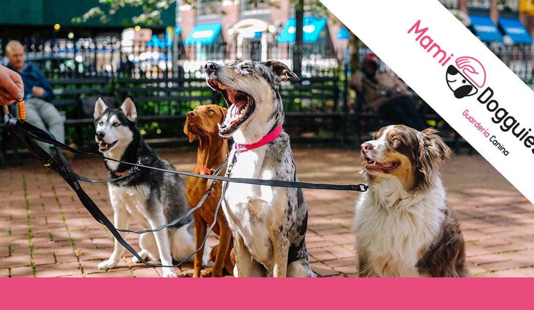 ¿Cómo elegir el mejor bozal y la mejor correa para mi perro?