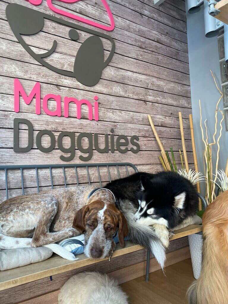 mami dogguies guarderia canina en madrid 3