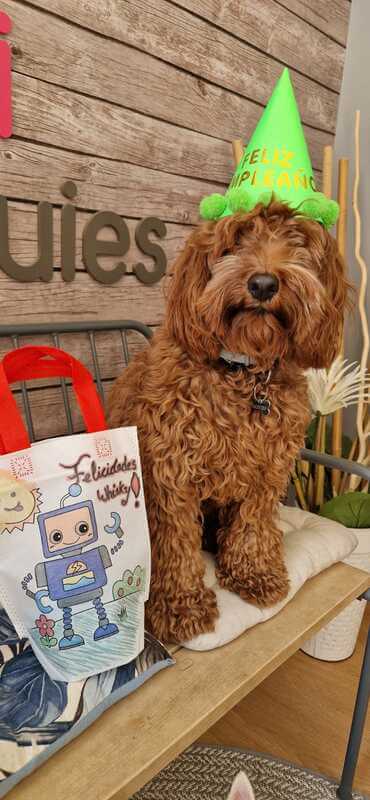 mami dogguies guarderia canina en madrid 4