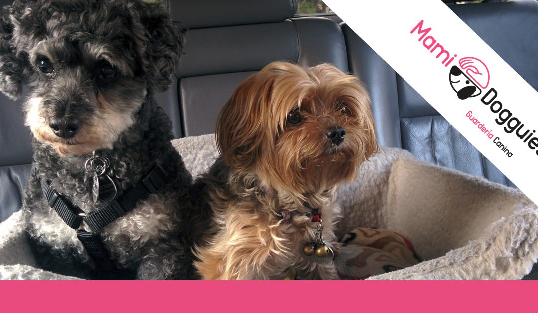 Mudanza a la vista: ¿cómo hacer que tu perro se adapte a su nuevo hogar?