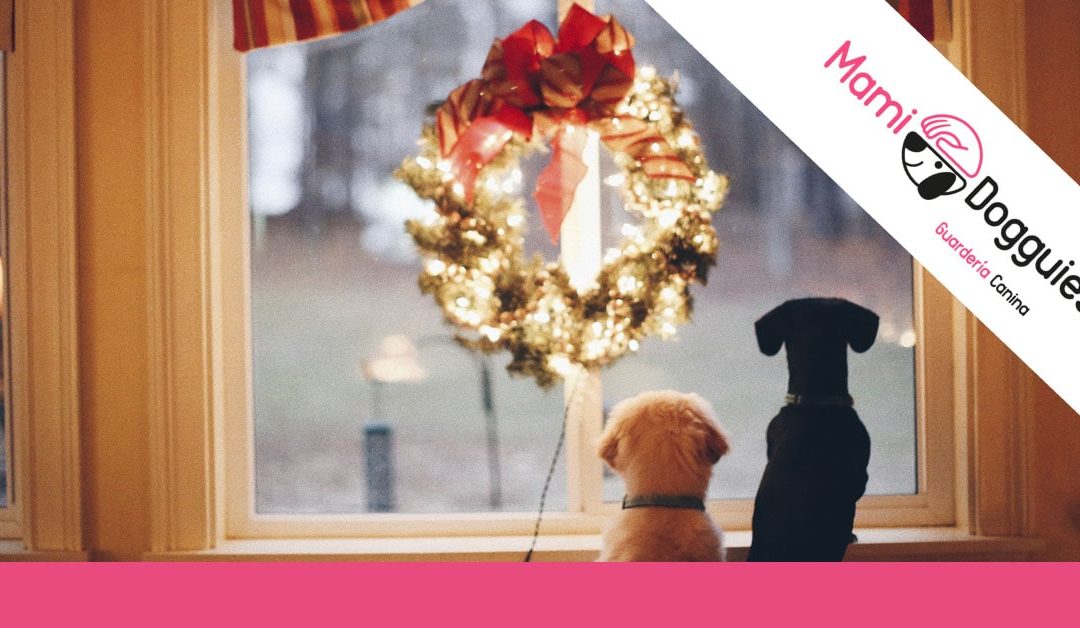 Navidades Perrunas. ¿Cómo celebrar la Navidad con tu perro?