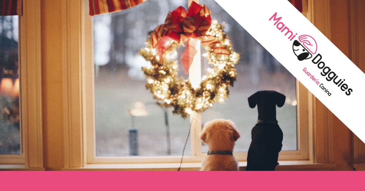 navidades perrunas min
